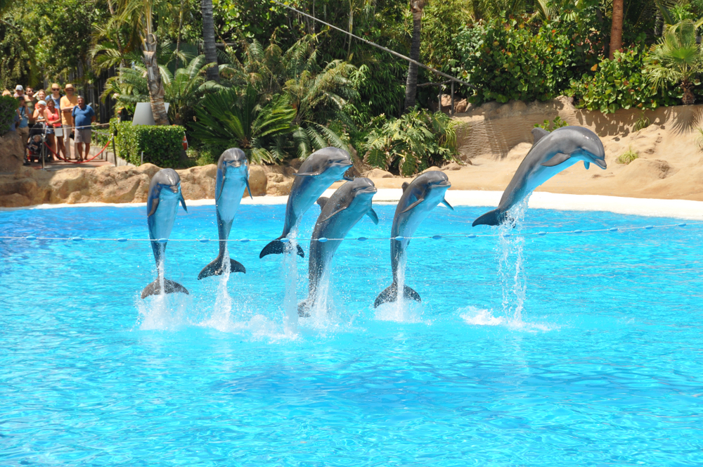 Dolphin show at a marine park.