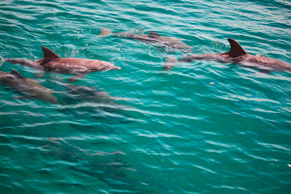 Dolphin family in the wild in the emerald waters of Florida.