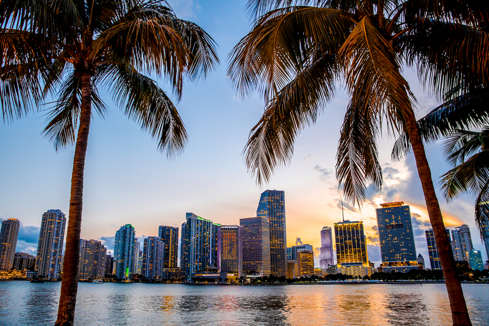 miami-skyline-through-palm-trees