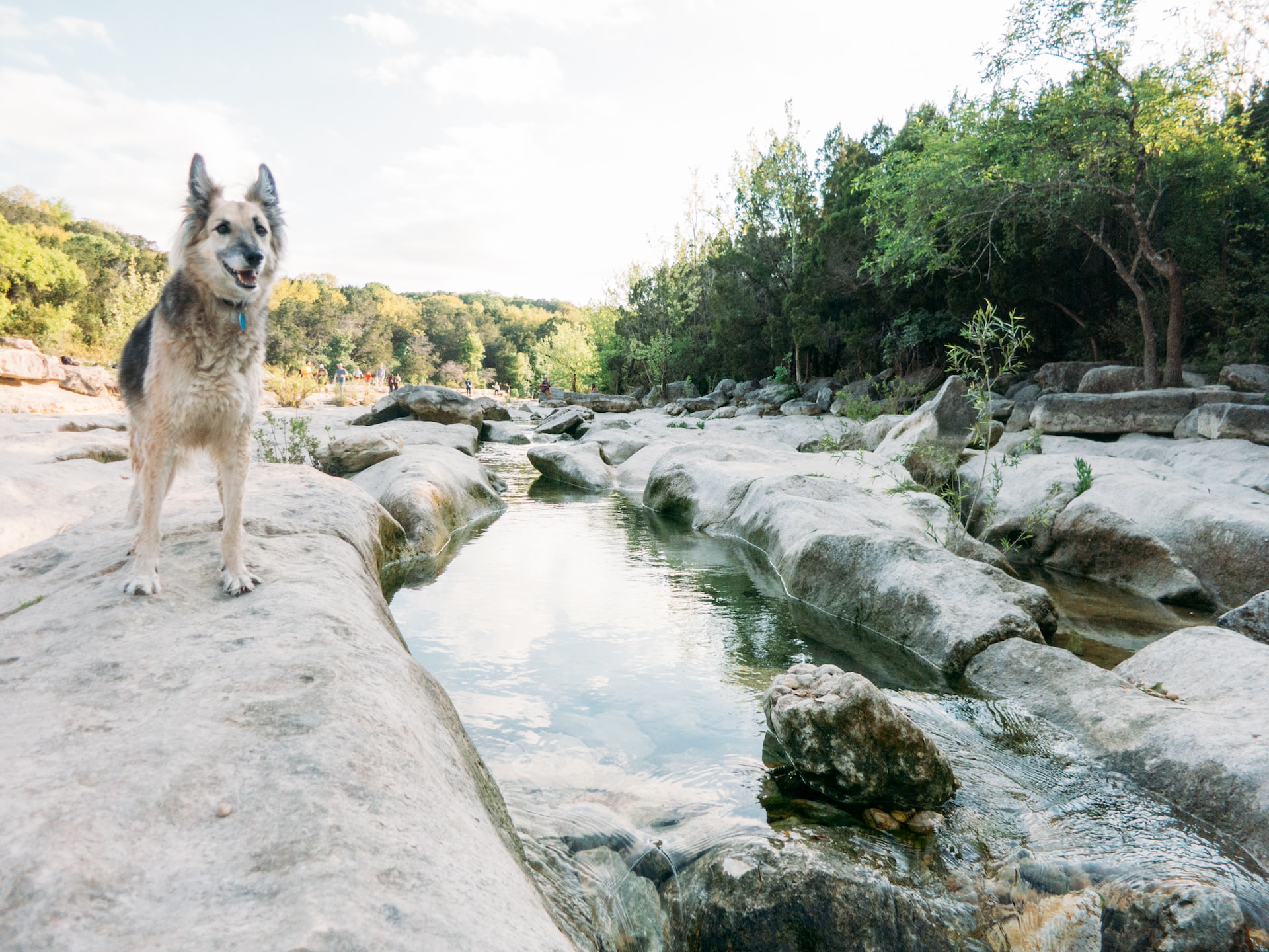  A dog standing at Campbell's Hole, Barton Creek Greenbelt, Austin, Texas.