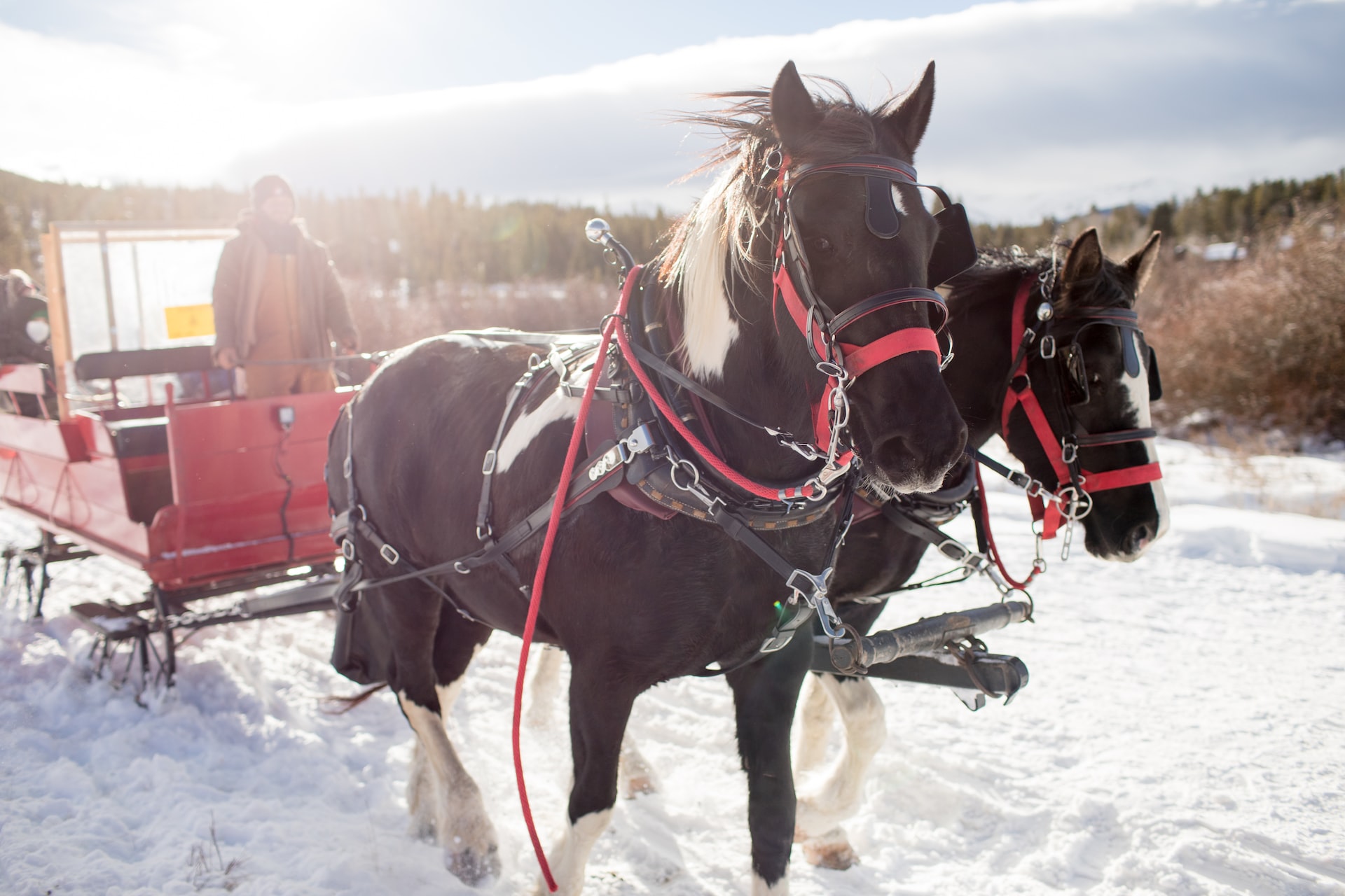 A close-up shot of two horses leading a sleigh in the winter.