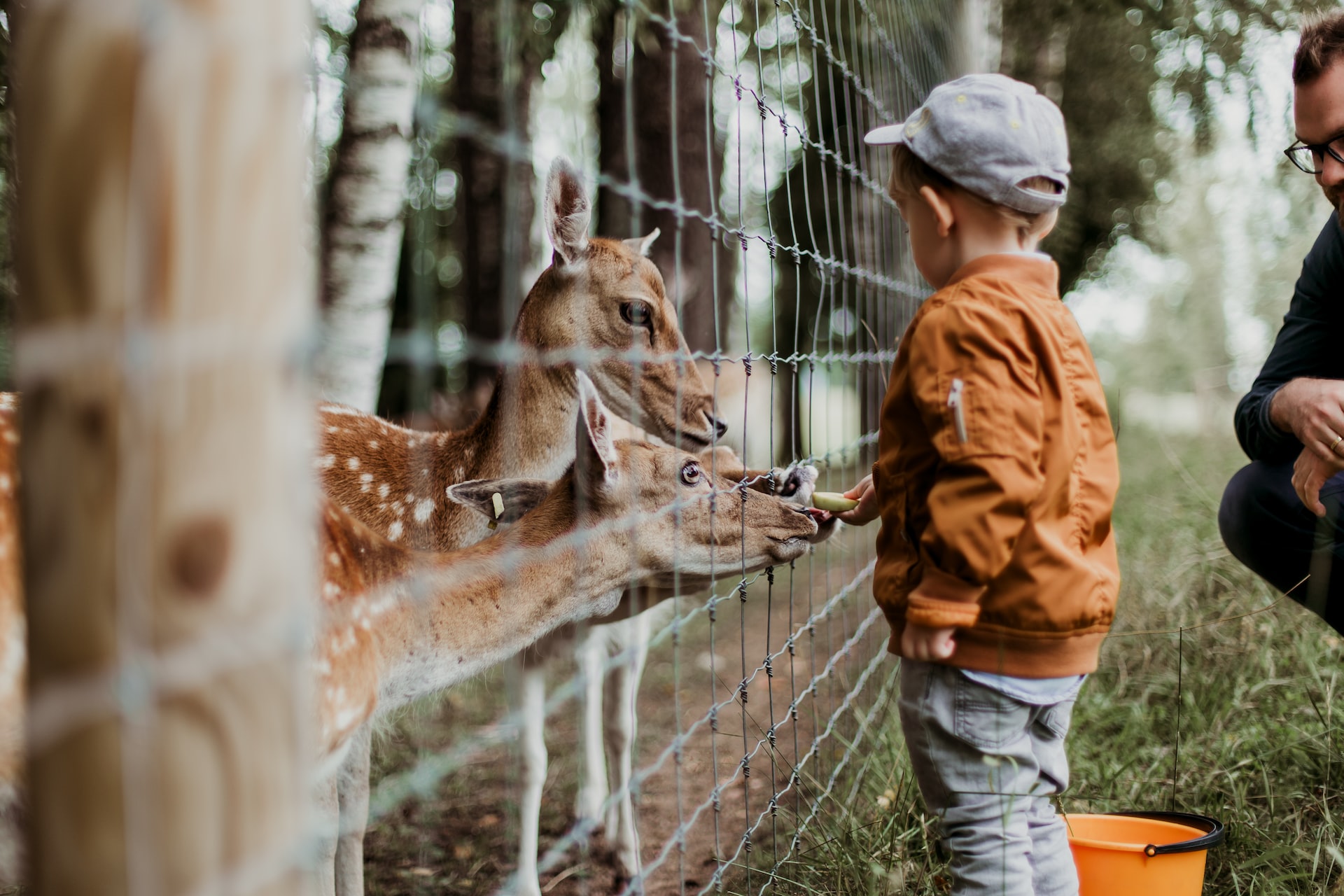 A boy feeding multiple deer behind a fence at a petting zoo.