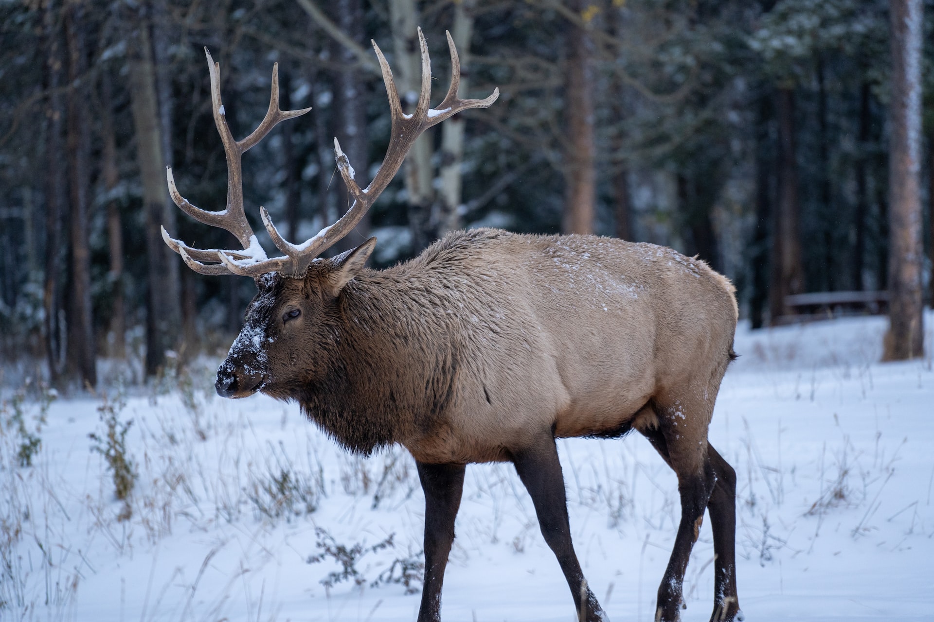 An elk walking in Banff in winter.