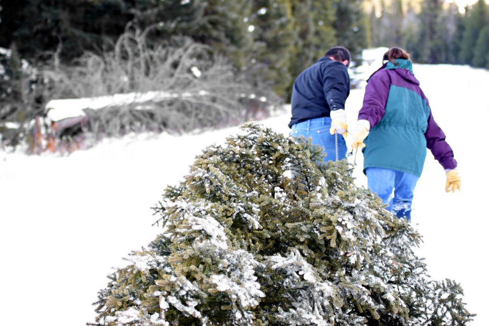 Two people pulling a Christmas tree through the snow.