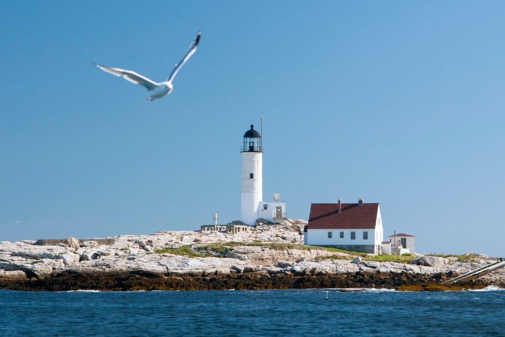 Seagull flies near White Island (Isles of Shoals) lighthouse on sunny day in autumn in New Hampshire.