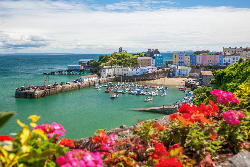 An array of colorful flowers in the foreground of one of Pembrokeshire's marinas.