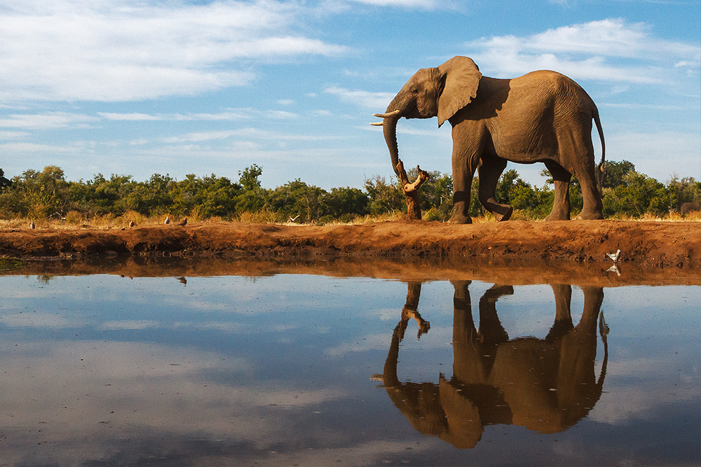 elephant-in-south-african-safari