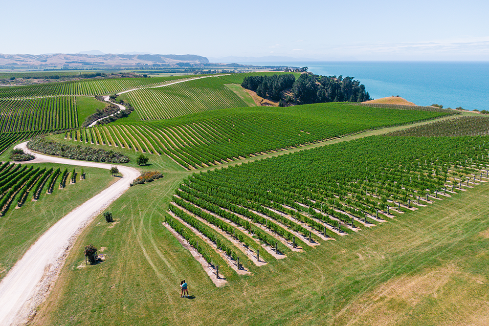 vineyards-in-new-zealand