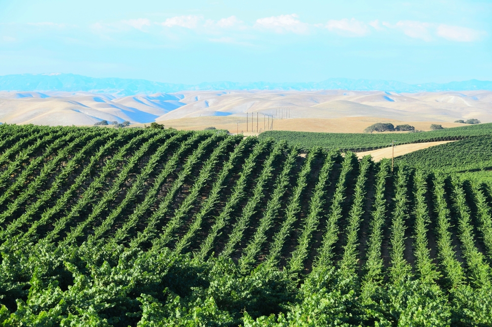 vineyards-in-california