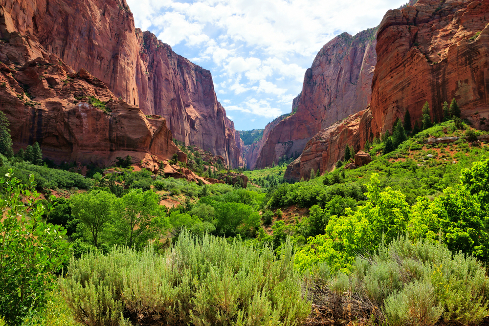 A view through the green vegetation and red cliffs of Kolob Canyon in Zion National Park, Utah.