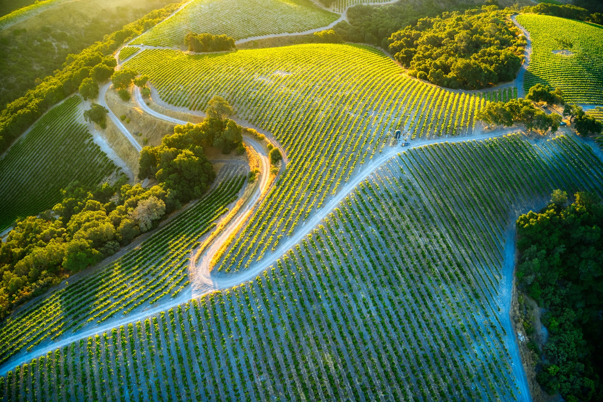 Aerial shot of a vineyard at sunrise.