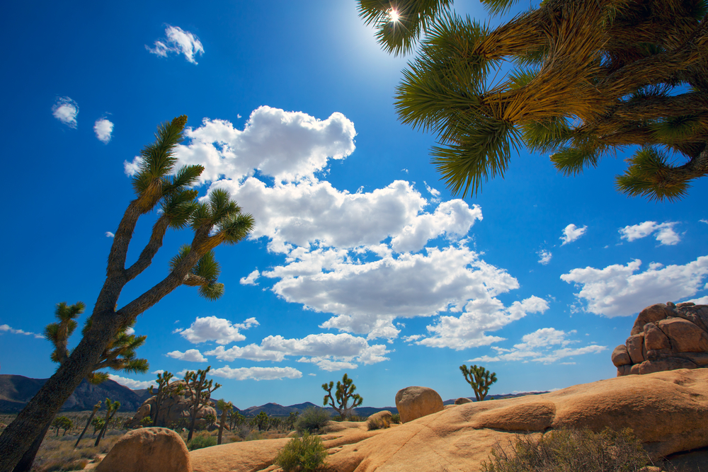 Blue sky, cacti, clouds, and desert combine to produce an affect not unlike a Wile E. Coyote and the Road Runner cartoon in Joshua Tree National Park.