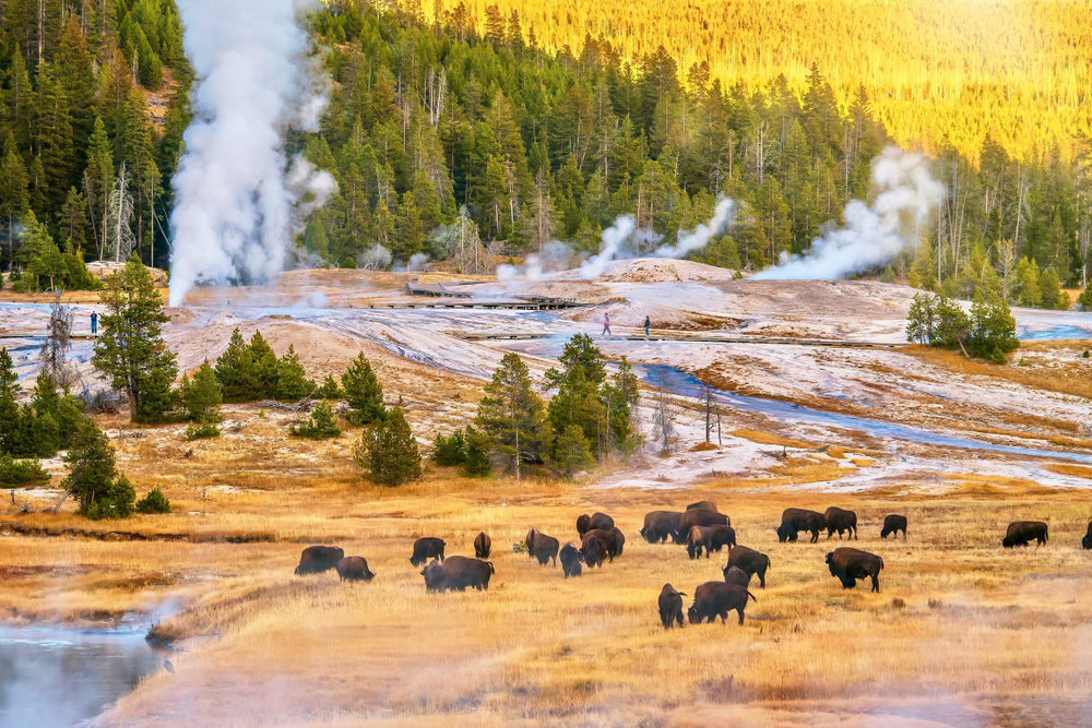 A sunset landscape at the Upper Geyser Basin in Yellowstone National Park, where steam rises from geyser vents and hot springs near a forest of lodgepole pine trees, and a herd of bison is grazing.