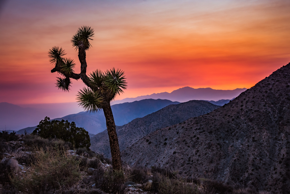 Joshua Tree National Park sunset in brilliant orange, pink, and purple colors overlooking mountains in the distance.