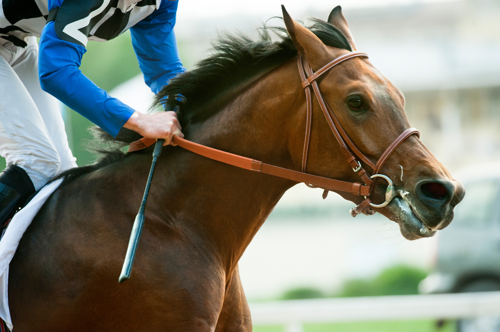 Racing horse portrait in action.