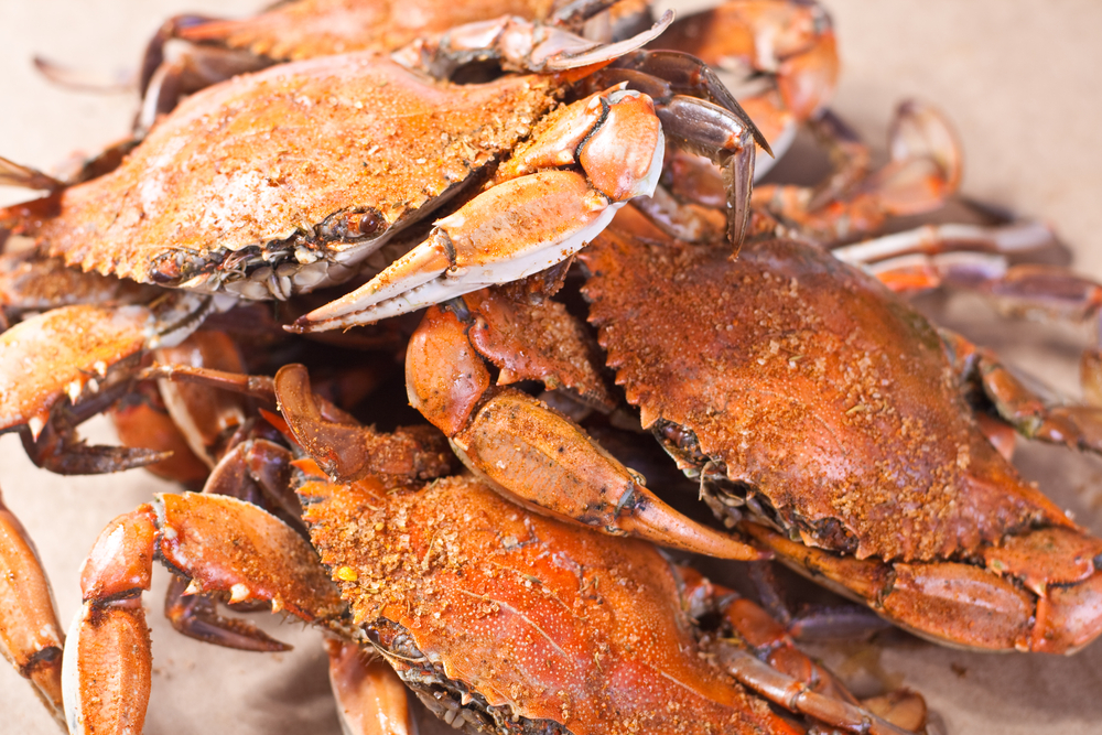 Hot steamed blue crabs from Chesapeake Bay in Maryland.