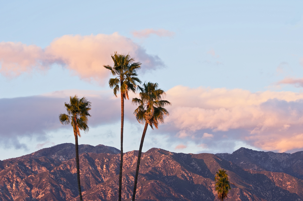 Three Pasadena palm trees with the San Gabriel Mountains in the background.