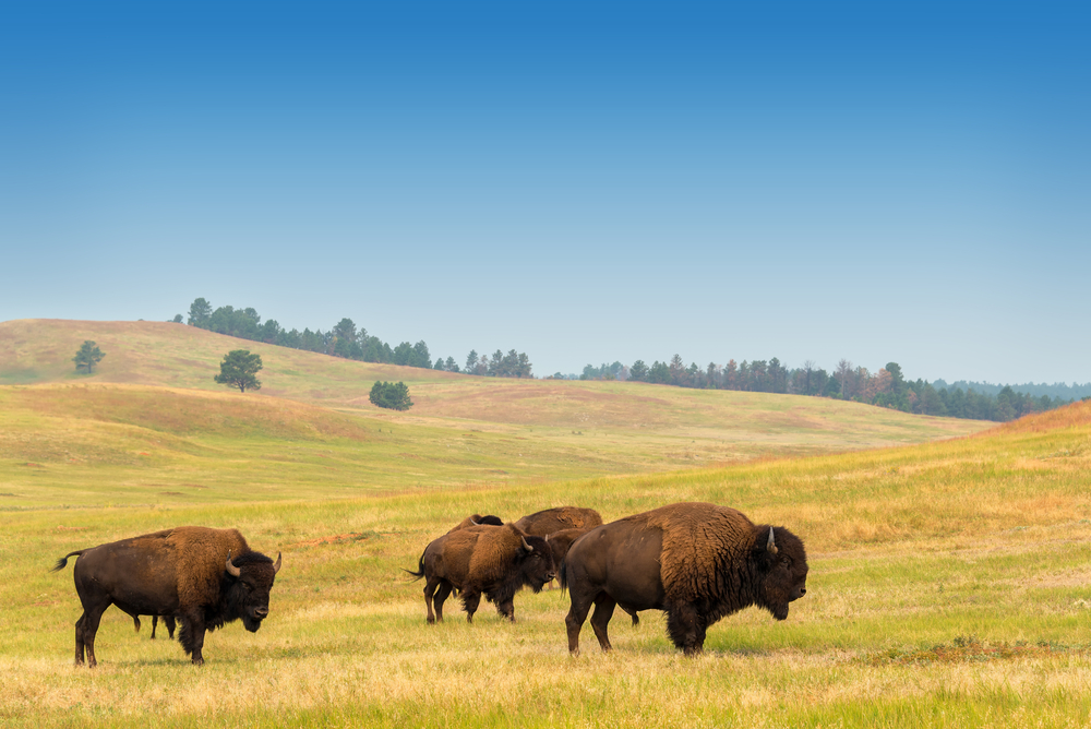 View of bison in Custer State Park in the Black Hills in South Dakota.