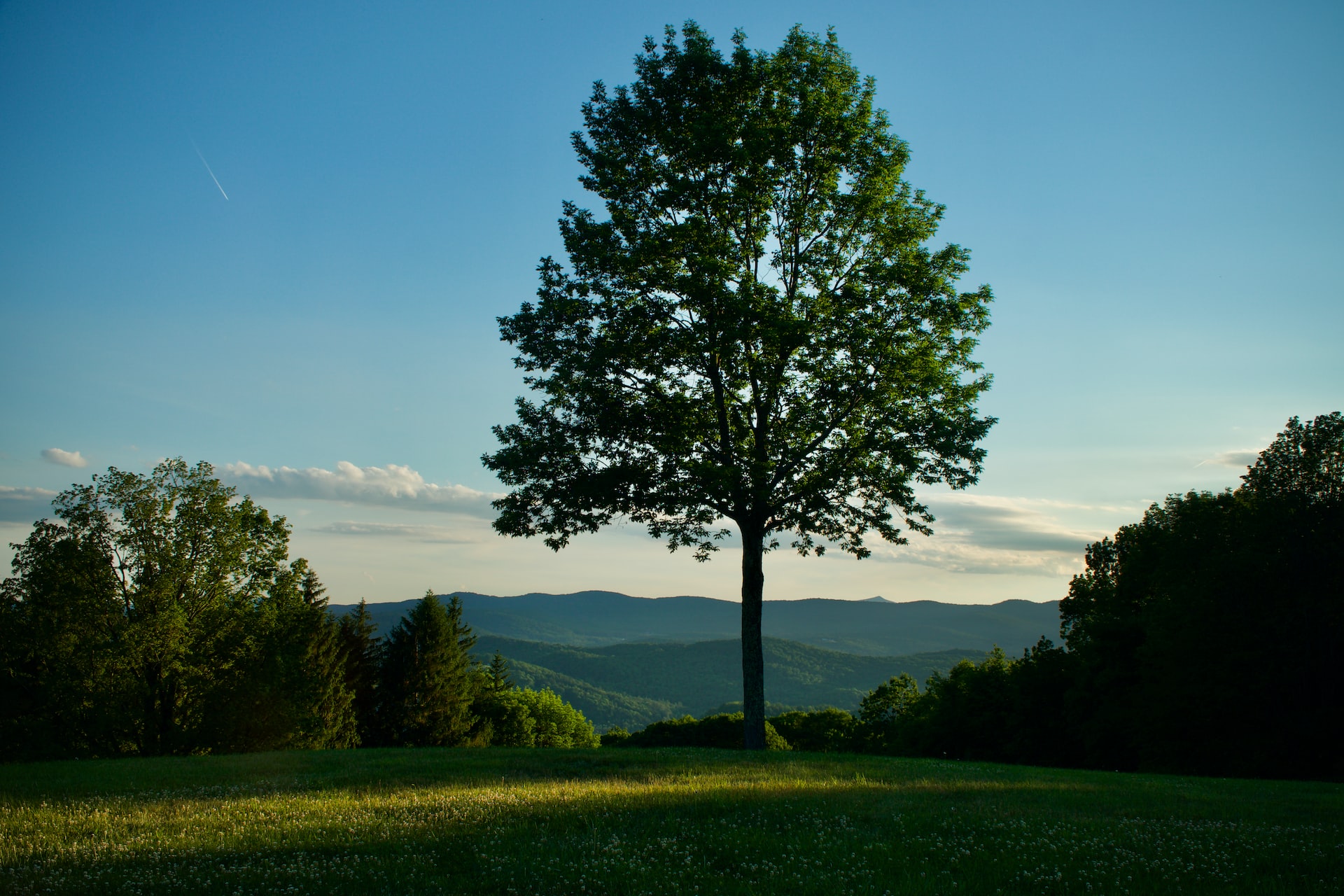 A solitary green tree with high branches with Vermont's Green Mountains in the background.