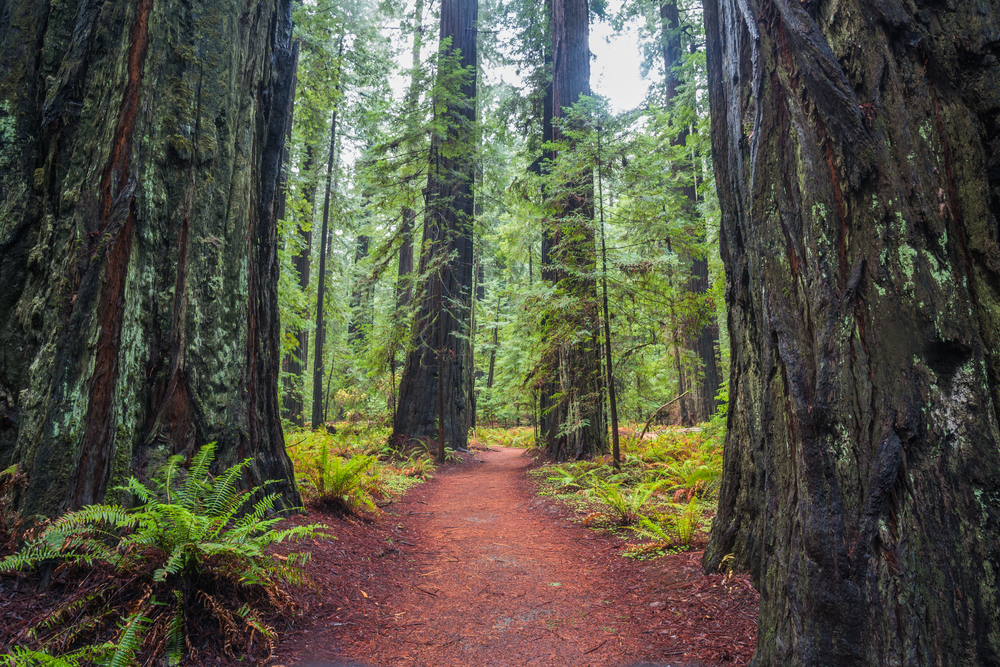 Red wood forest, the tallest trees on earth, located in California.