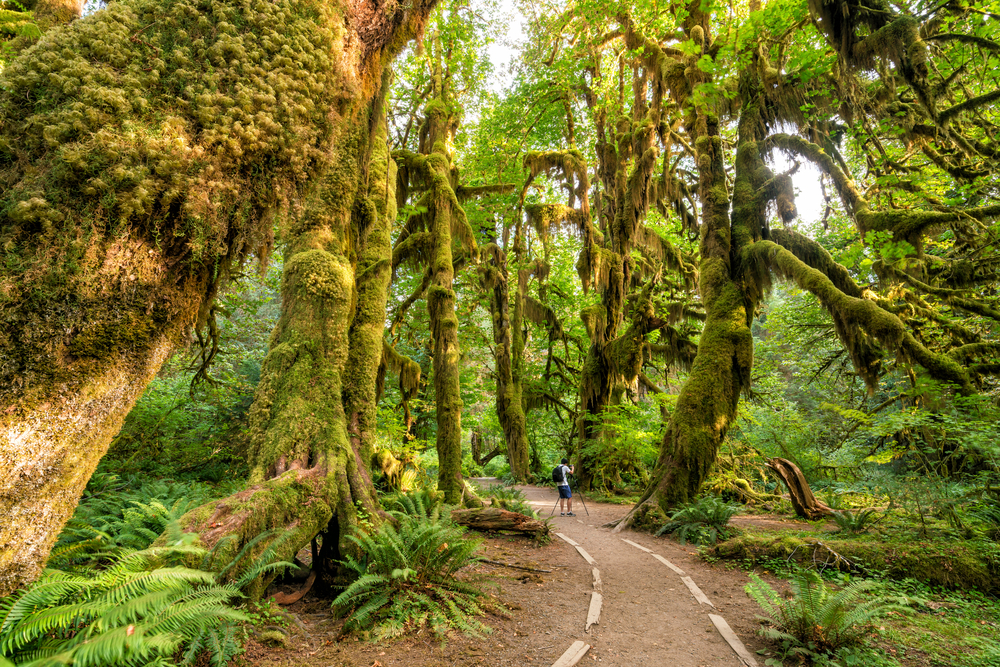 Hoh Rain Forest in Olympic National Park, Washington.