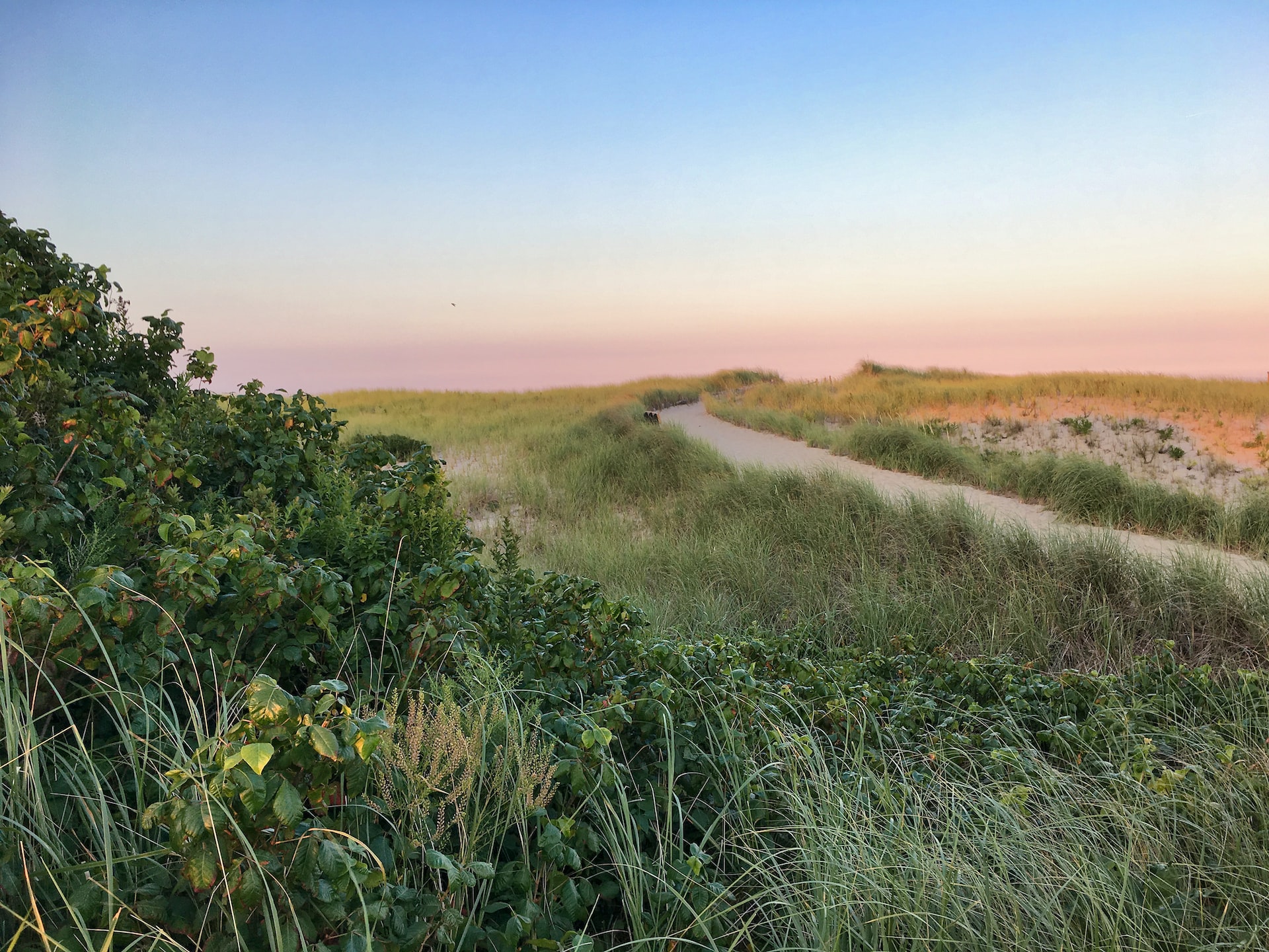 View of the grass by a beach on Cape Cod.