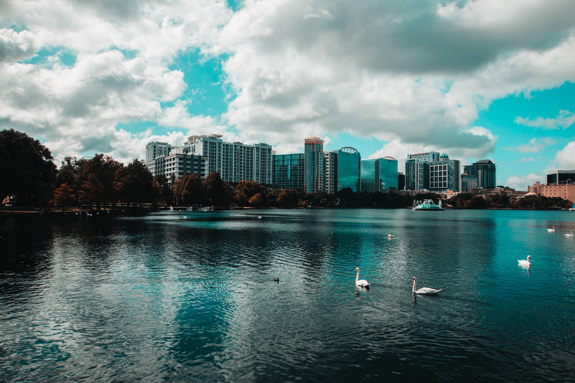 A lake with swans gliding across in Orlando.