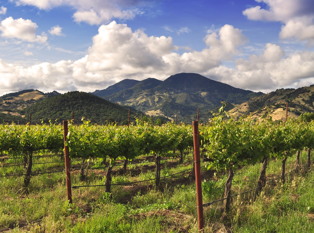 A Napa Valley vineyard in the spring with tall mountains in the distance.