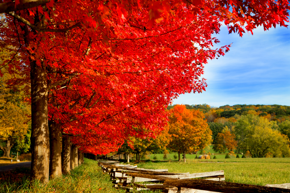 A series of red maple trees in fall foliage colors.