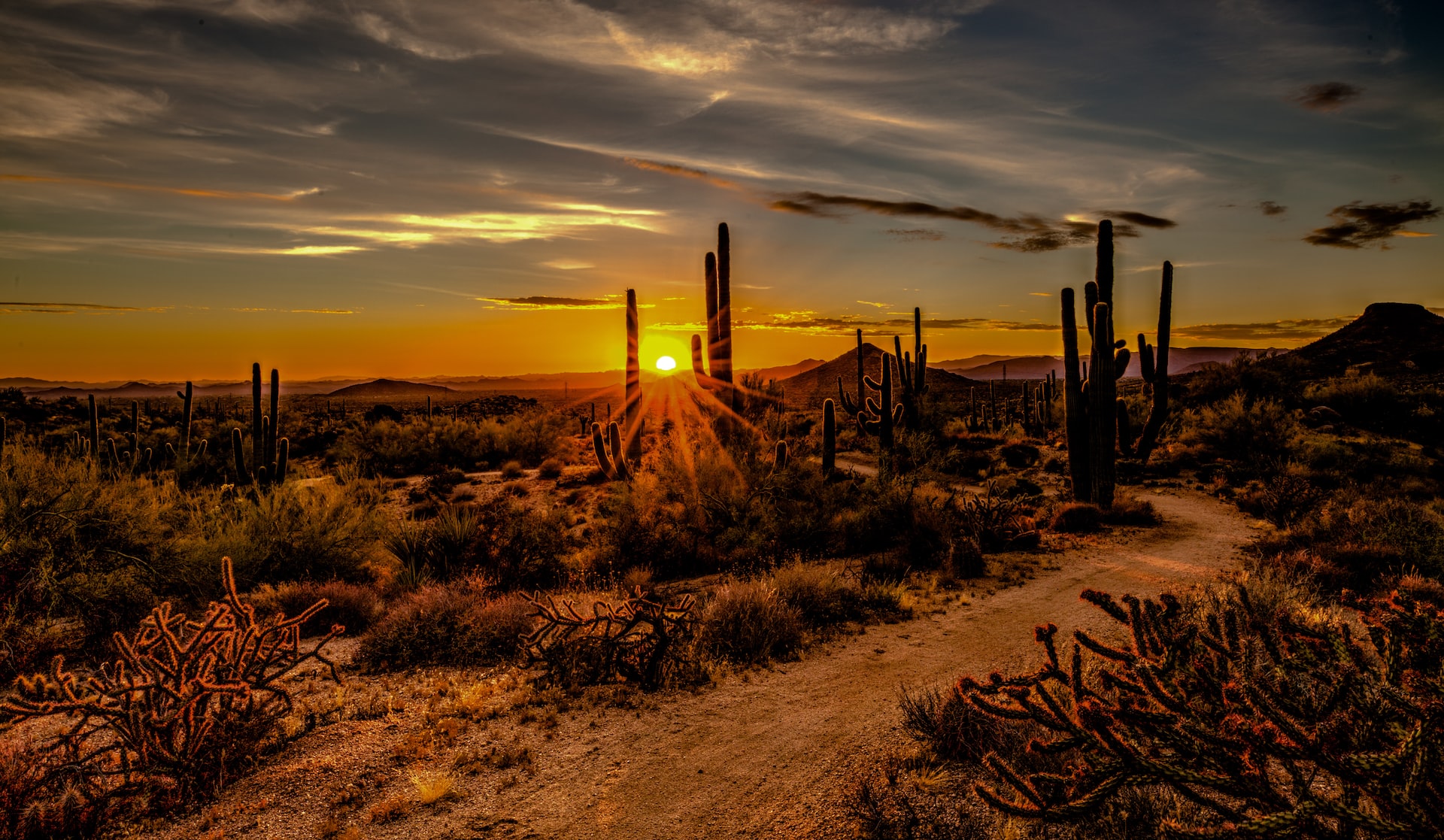 The setting sun in Scottsdale, Arizona's desert.