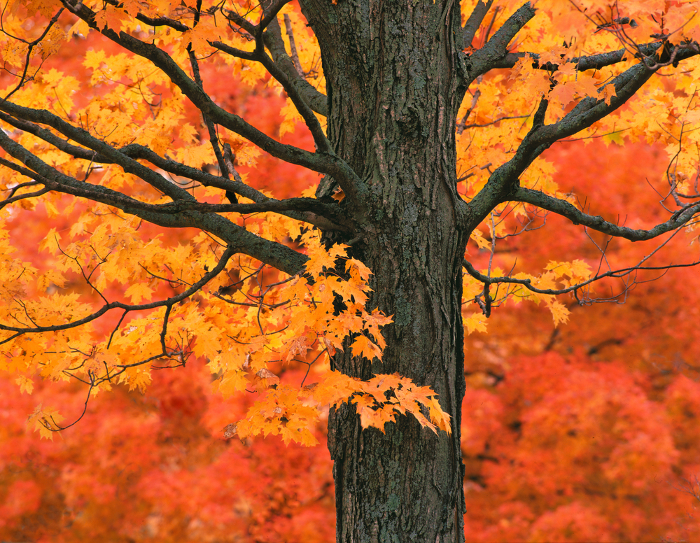 New England autumn tree in full foliage.
