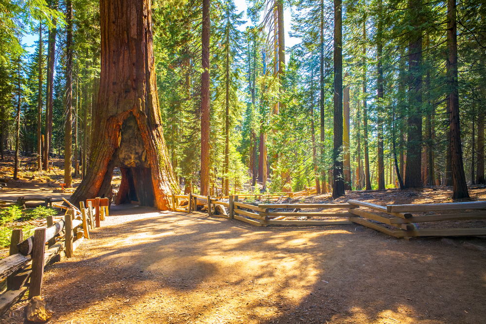 Tunnel Tree, Mariposa Grove, Yosemite National Park, California.