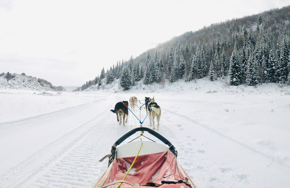 Dog sledding at Steamboat Springs, Colorado with Grizzle-T Dog & Sled Works.