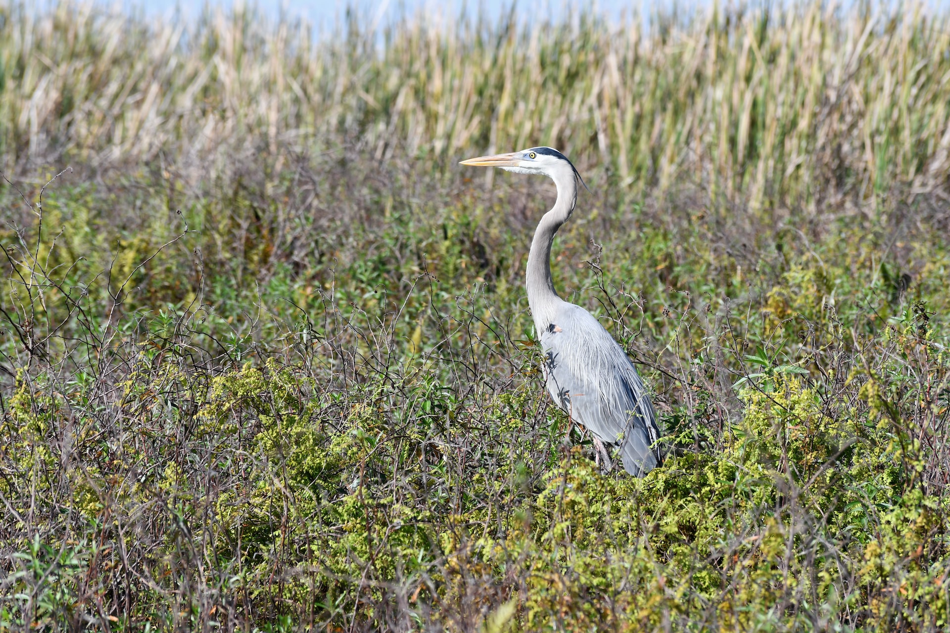 A blue heron standing in the Florida marsh.