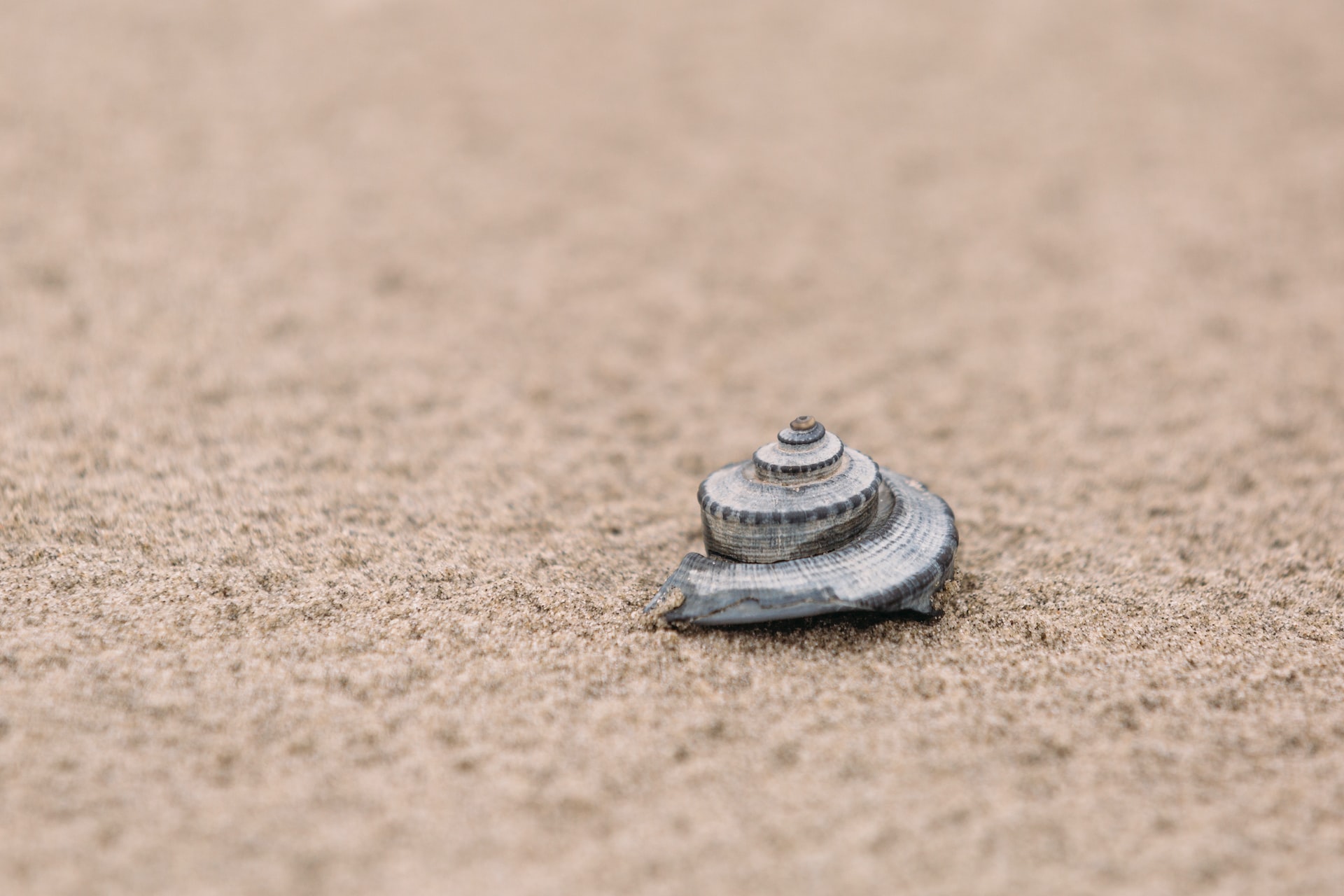 A solitary shell with a sandy background.