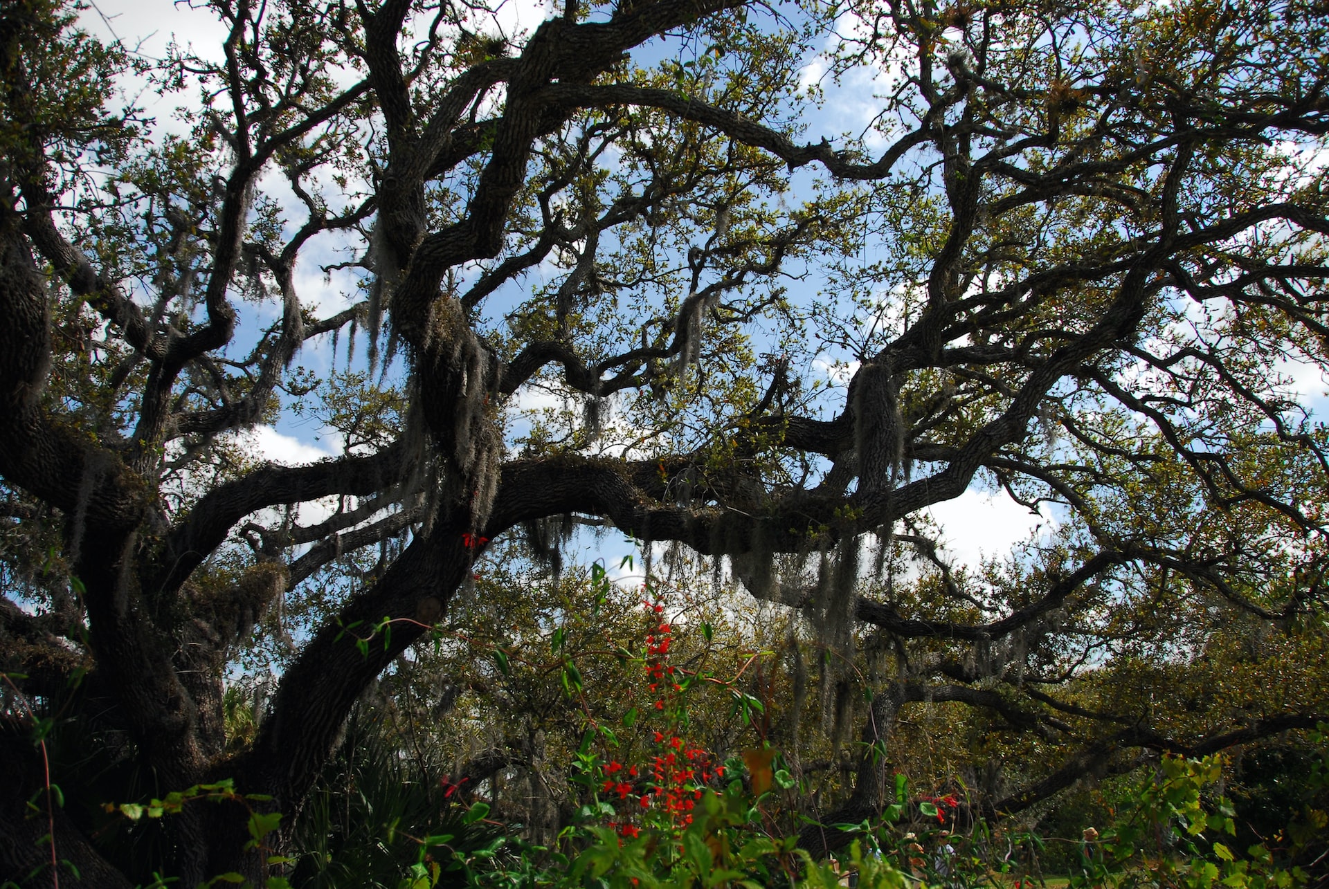 Spanish moss hanging from a multi-limbed tree in Florida.