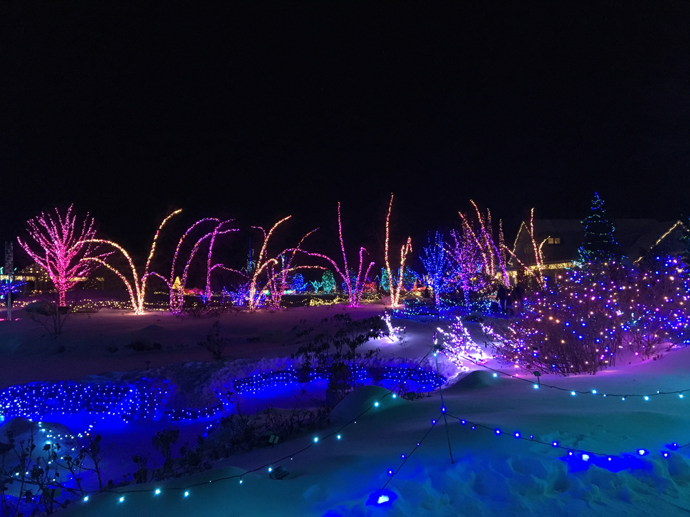 Trees draped in colorful lights.