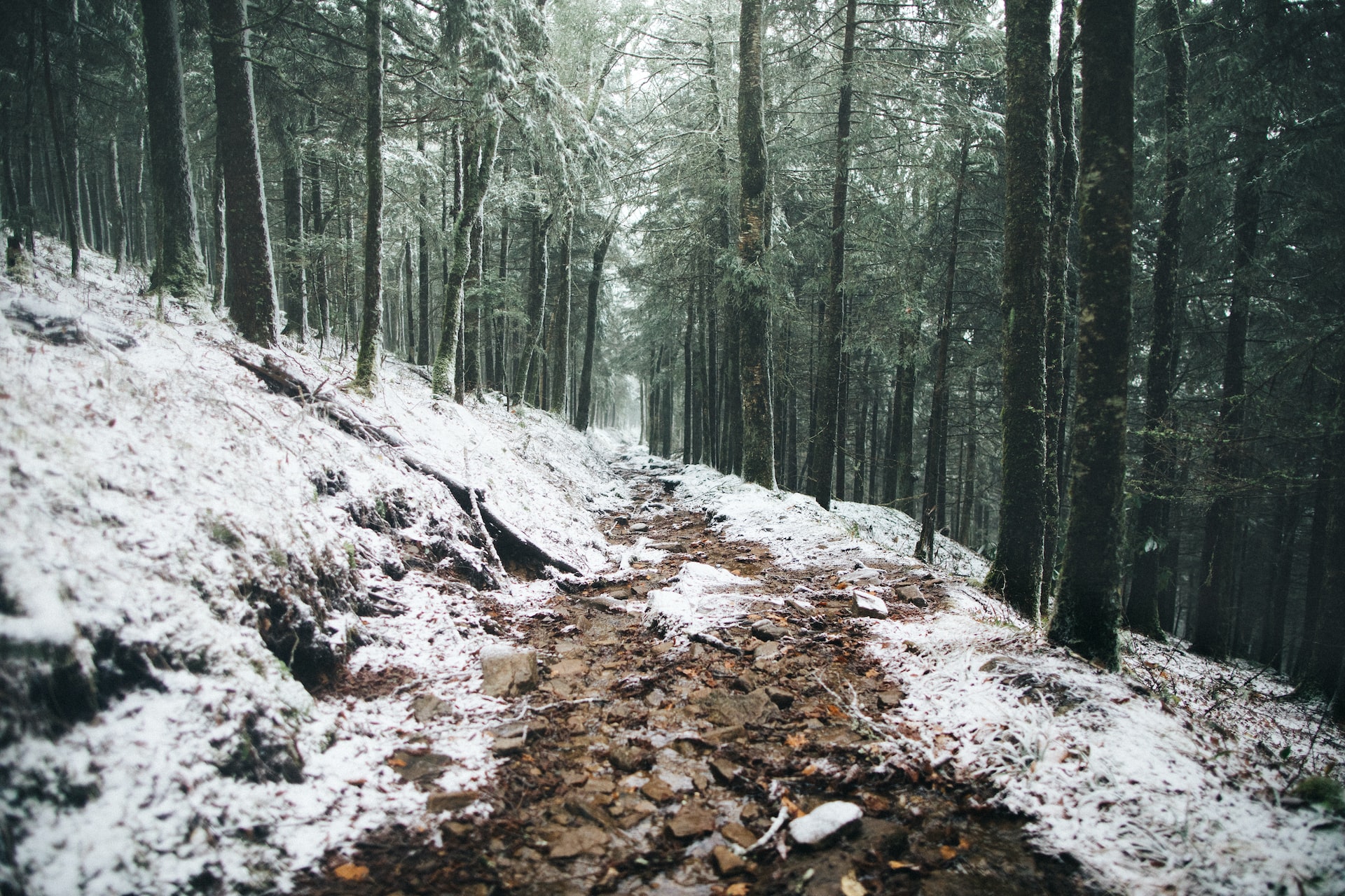 A wintery trail in the Great Smoky Mountains.