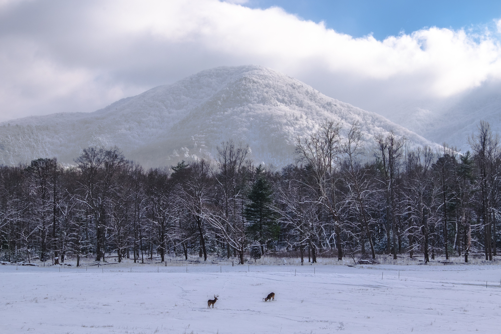 Deer standing in a snowy meadow in front of a large mountain also covered in snow.