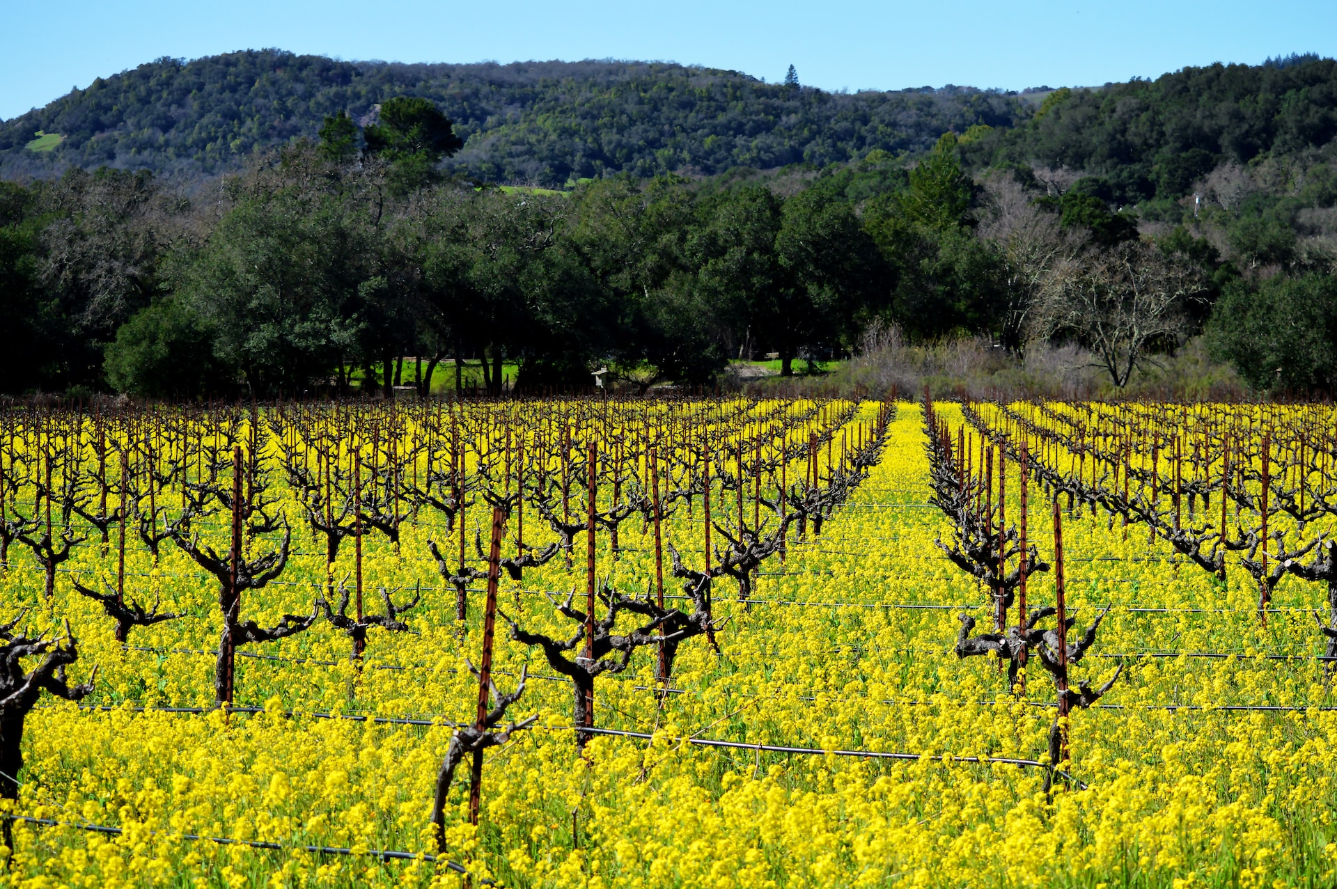 A green Sonoma vineyard.