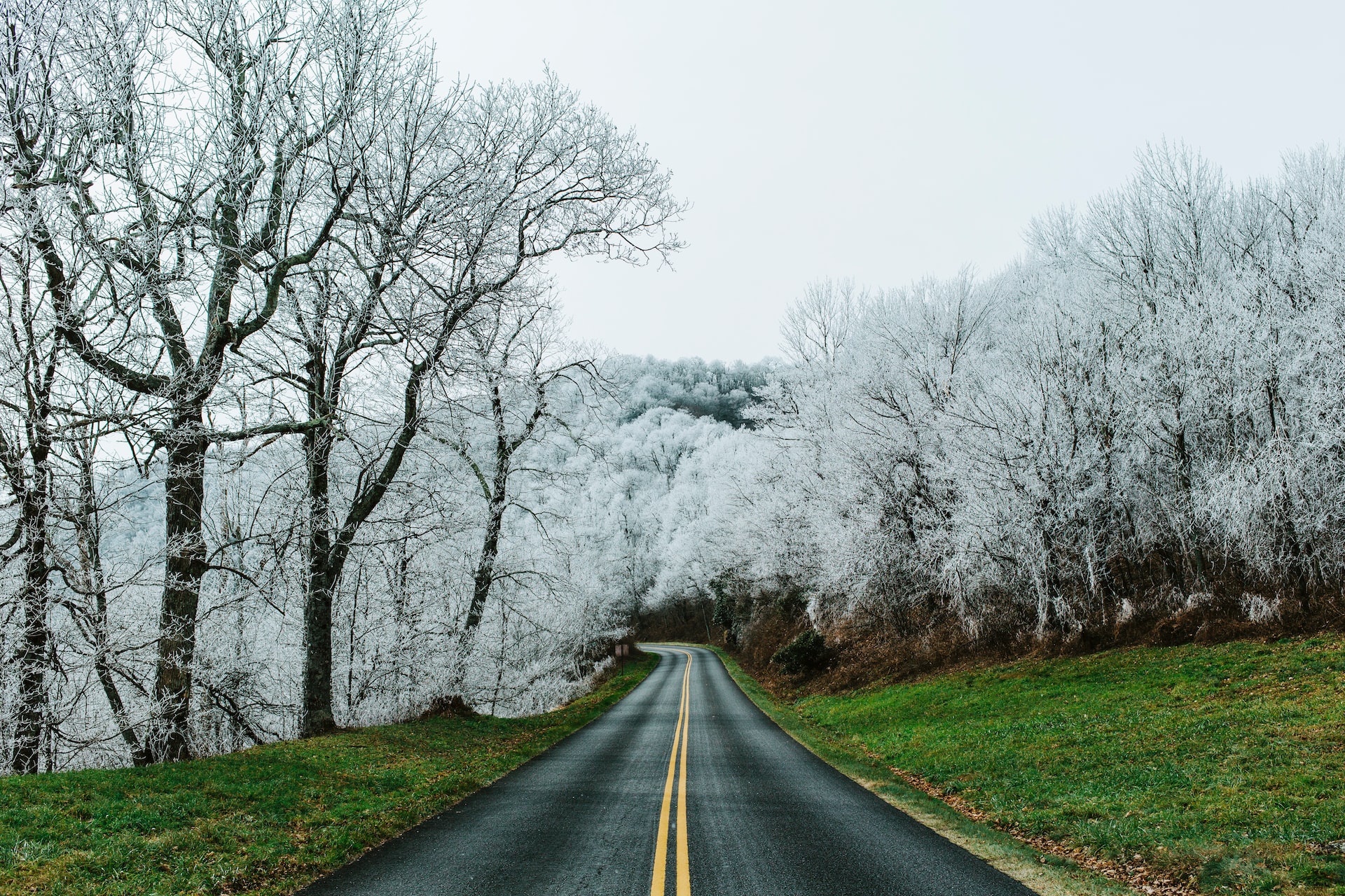 Wintry white trees with green grass and a bold roadway running between them.