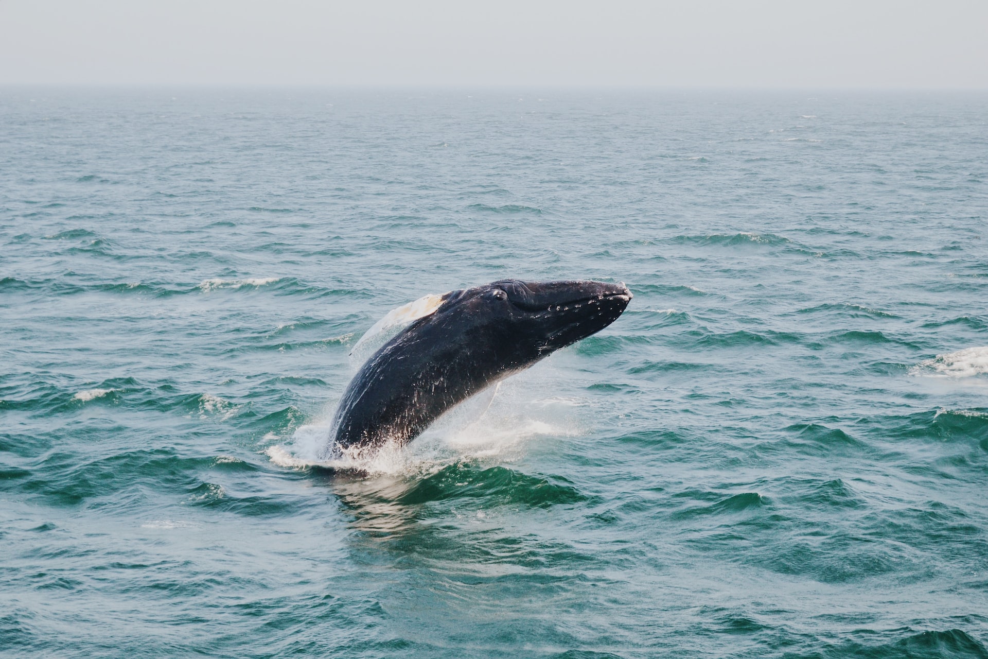 A humpback whale breaches unexpectedly in the waters off Bar Harbor.