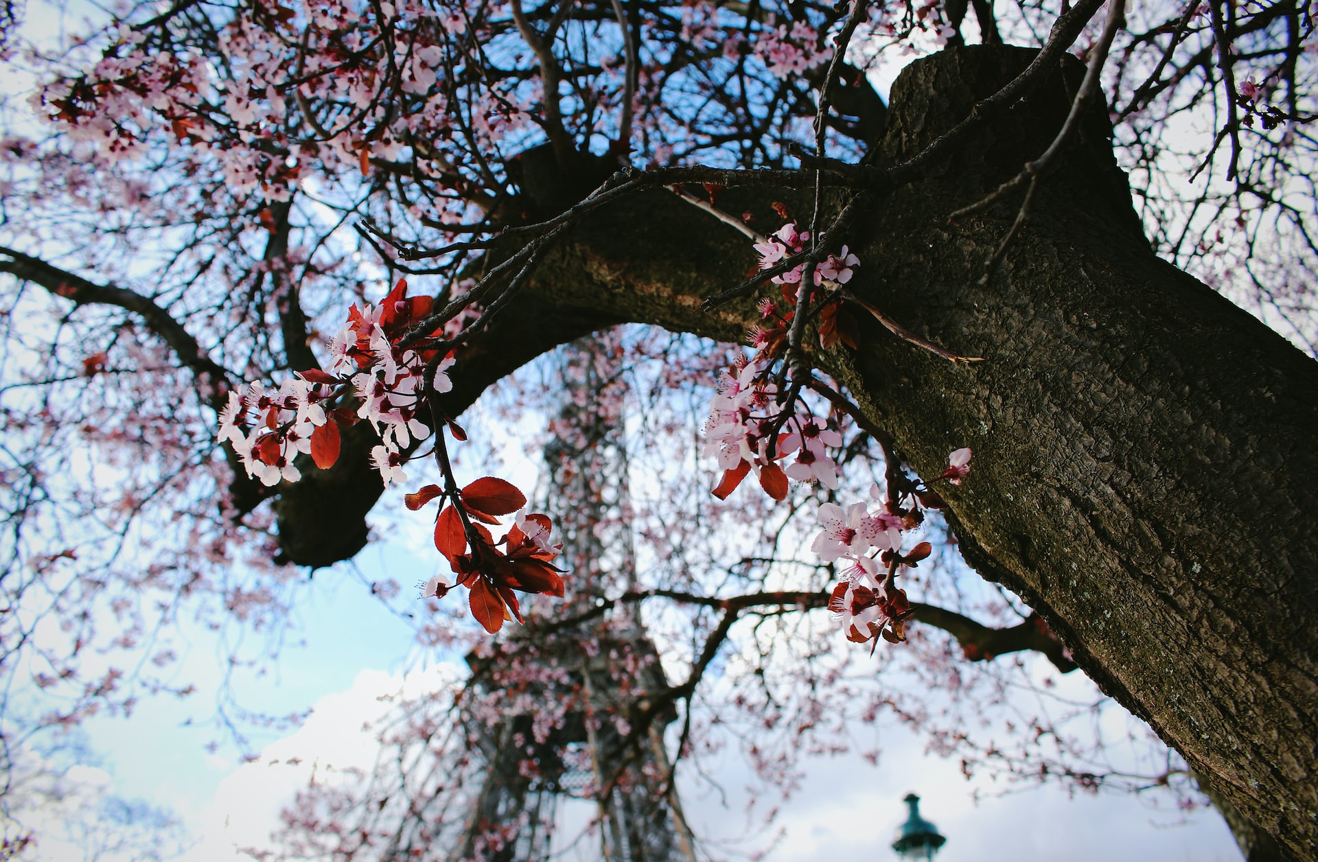 Blossoming flowers in front of the sublime Eiffel Tower in the spring.