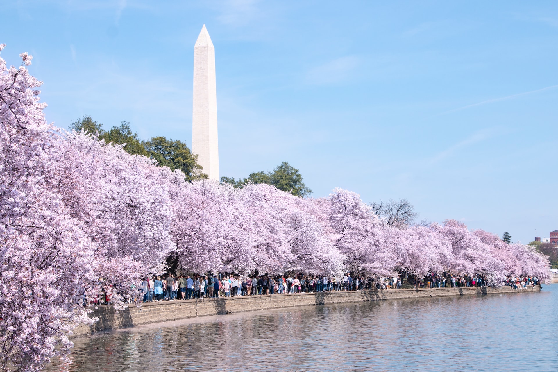 Cherry blossoms along the water beside the Washington Monument.