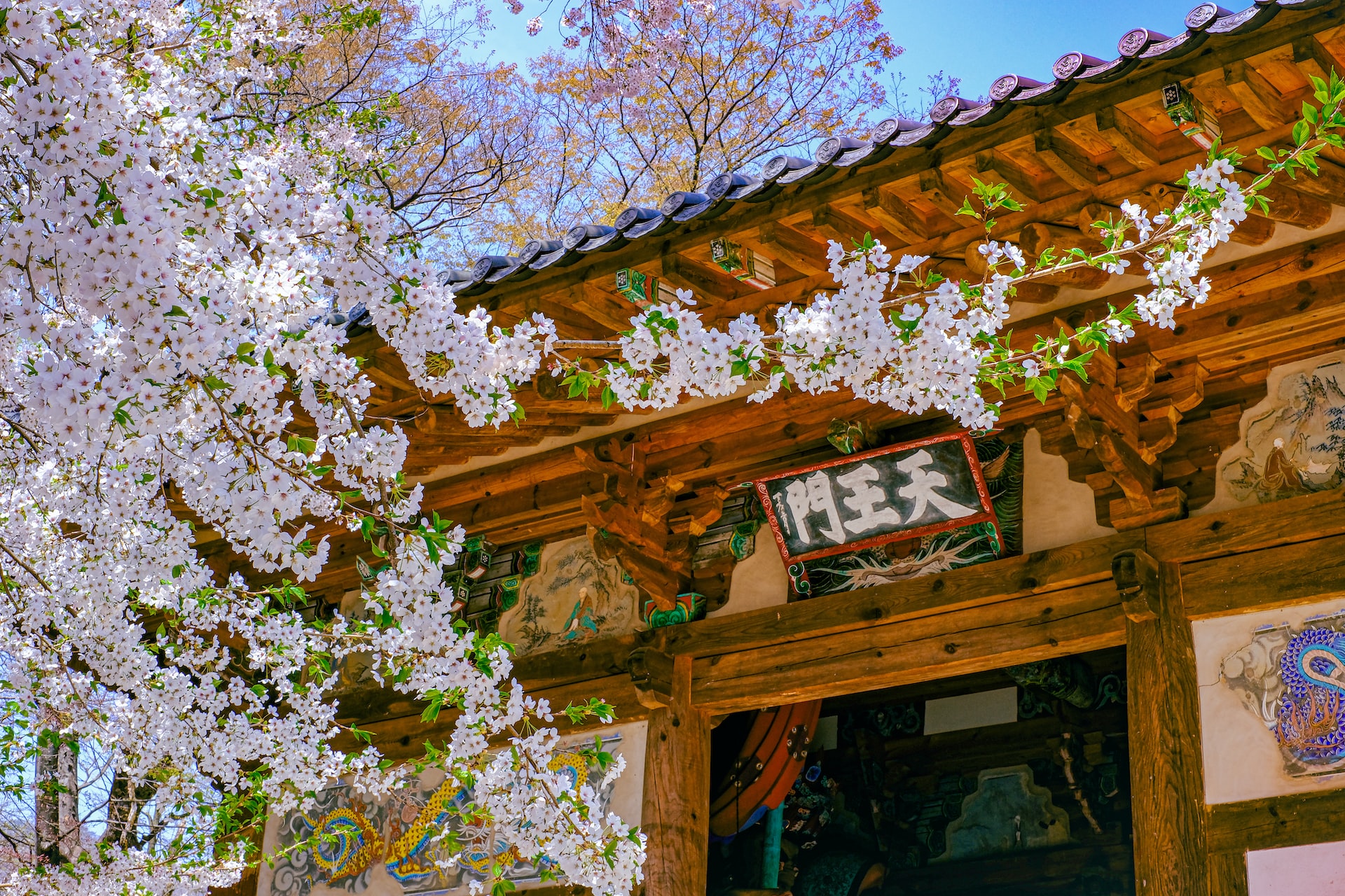A cherry blossom tree next to a temple in Korea.