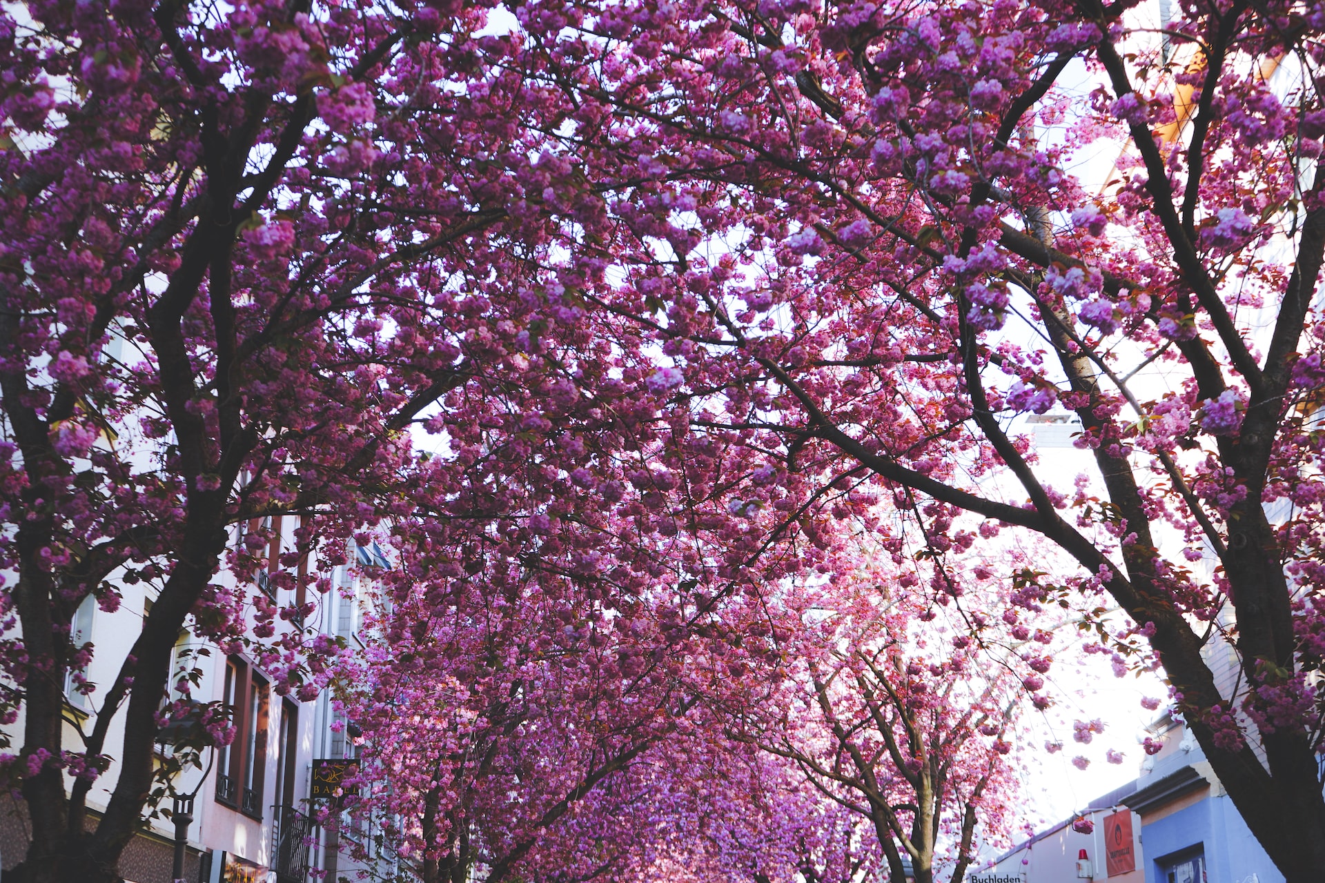 Cherry blossom alley in Bonn, Germany.