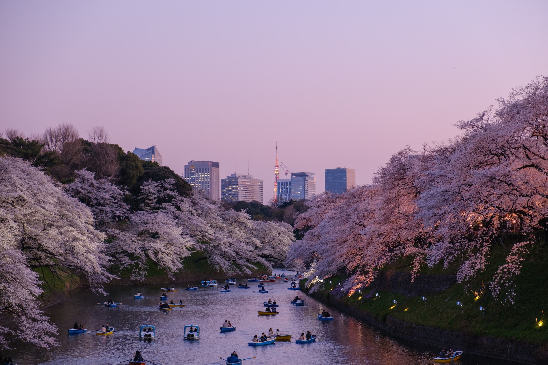 People rowing boats down a river in Tokyo covered on both sides by cherry blossoms.