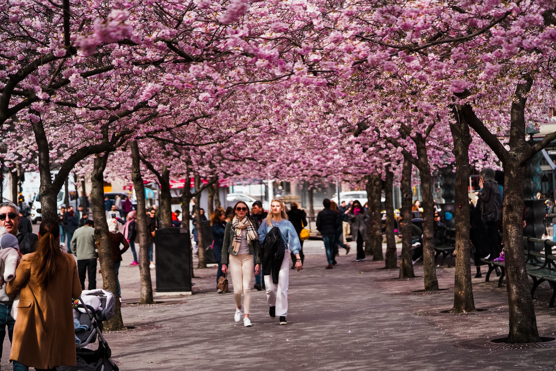 Two girls walking down a sidewalk with a canopy of cherry blossoms.