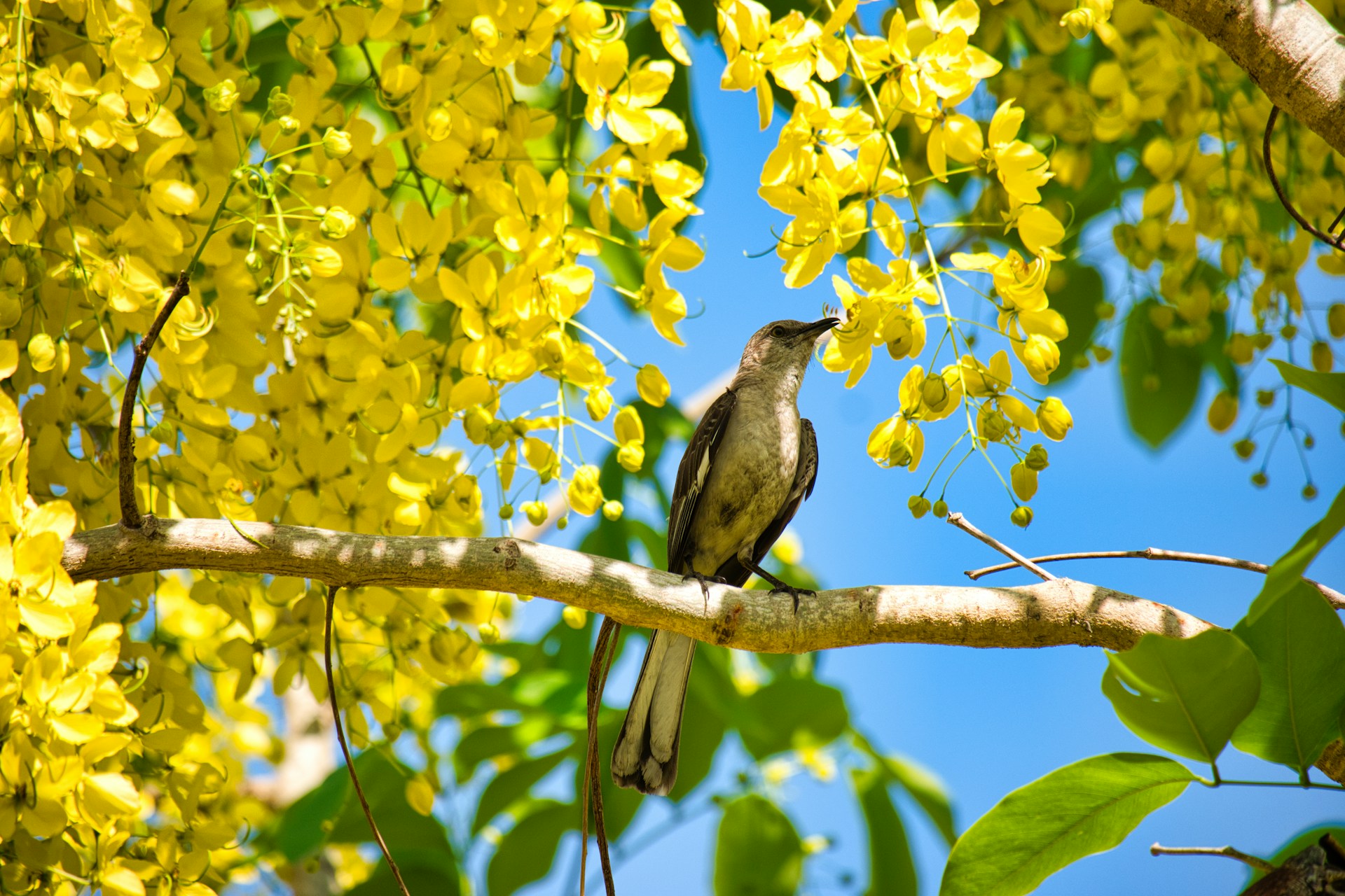 Mockingbird in Orlando