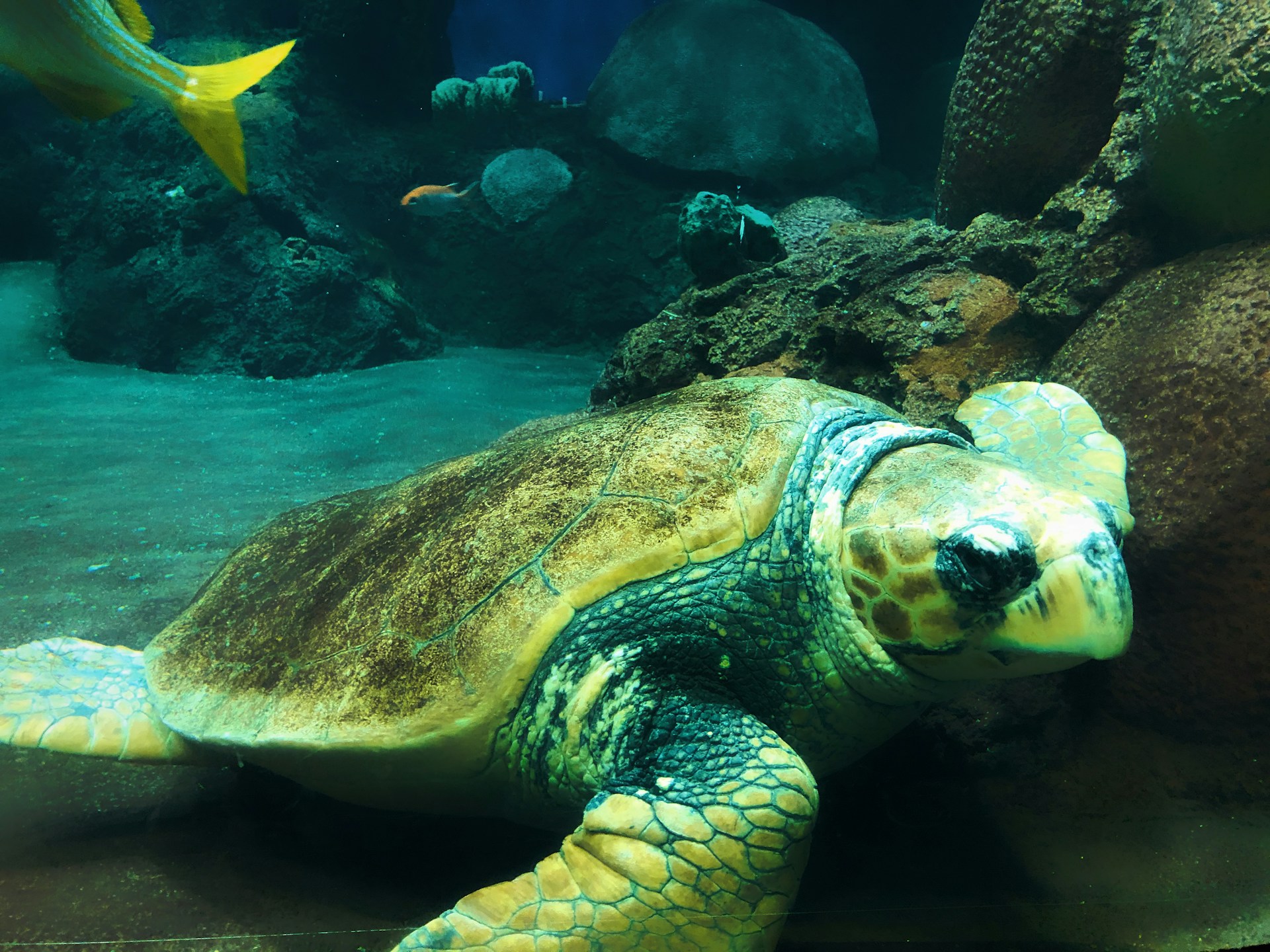 Turtle in an Aquarium